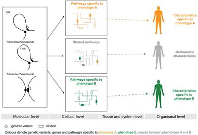 GWAS SNPs Impact Shared Regulatory Pathways Amongst Multimorbid Psychiatric Disorders and Cognitive Functioning